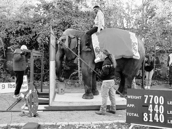 sri_chinmoy_carl_lewis_elephant.jpg