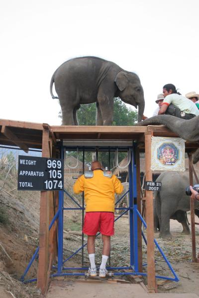 sri_chinmoy_emeles_bebi_elefant_1074.jpg
